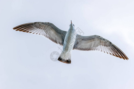 科里的雪水鸟在北美东海岸的开图片