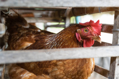 农场的母鸡和蛋关闭笼子鸡业软重图片
