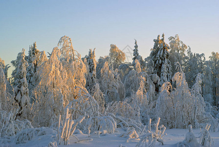 下雪后寒冬森林在明晴的天气背景图片