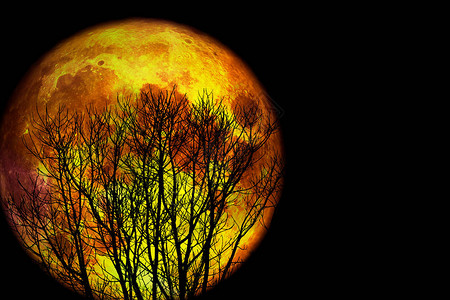 满月回剪影干树和五颜六色的天空图片