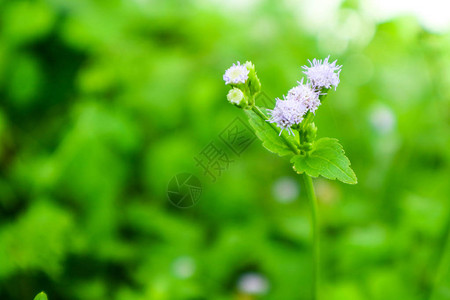 花园绿叶背景下的雨落下后草地上野图片