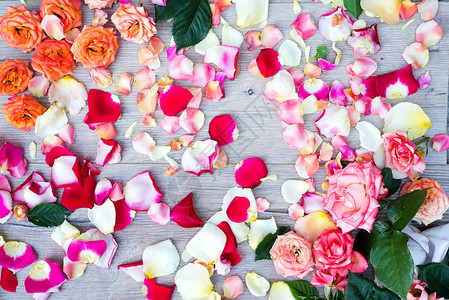 色彩多的玫瑰背景对节假日情人节礼物来图片