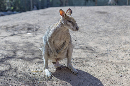 澳大利亚悉尼公园的袋鼠图片