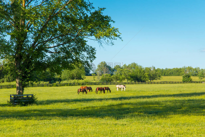 马场绿色牧场的马乡村夏季景观图片