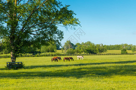 马场绿色牧场的马乡村夏季景观背景图片