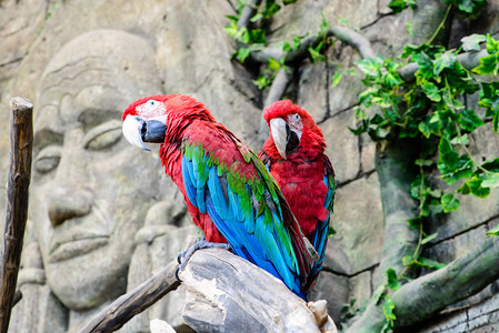 红绿色金刚鹦鹉Ara氯丹图片