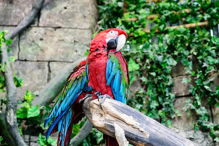 红绿色金刚鹦鹉Ara氯丹图片