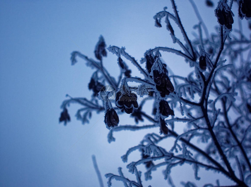 冰雪覆盖的树枝莫斯科图片