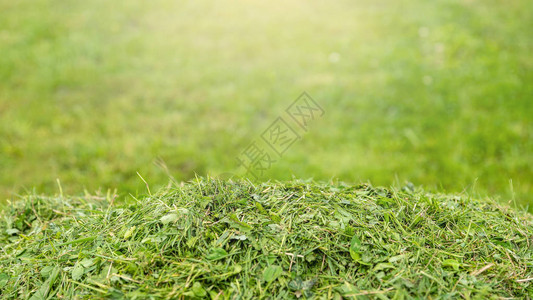 草坪护理服务花园和院子的割草有文字空间的1图片