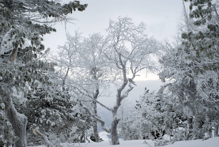 美丽的冬季风景山边有霜冻的雪树图片