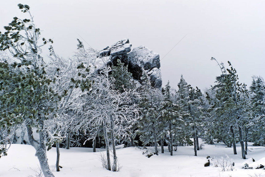 高山原上冬季积雪覆盖的森林白雪天空背图片