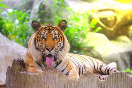 西伯利亚老虎Pantheratigris图片