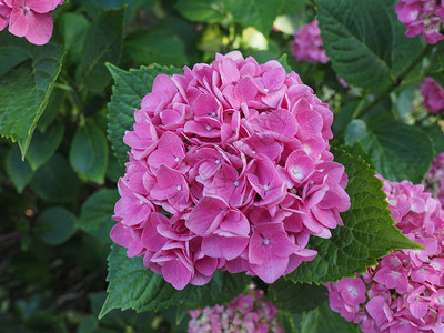 粉红黄色Hydrangea花朵图片