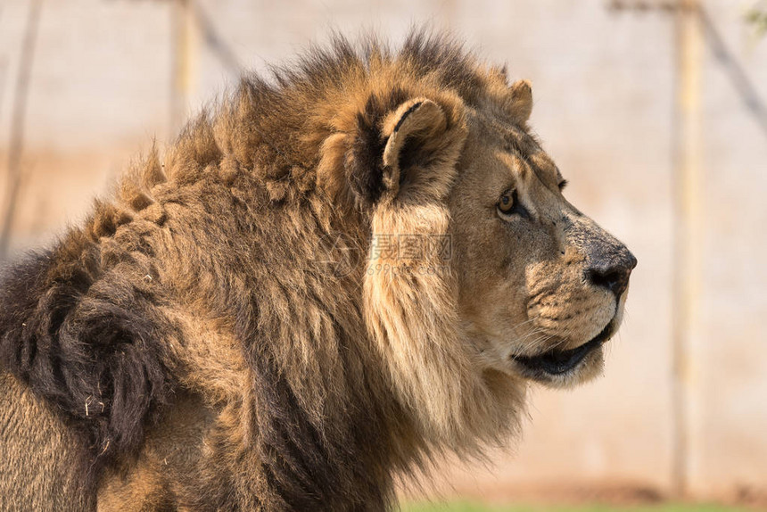 非洲雄狮子PantheraLeo图片