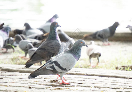 一群鸽子在公园里图片