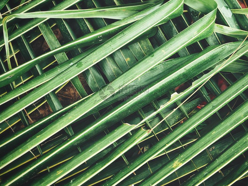 椰子棕榈热带叶子的近景图片