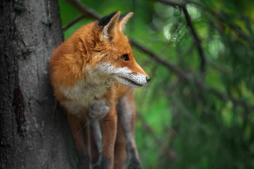 自然环境中红狐狸的肖像Vulpesv图片
