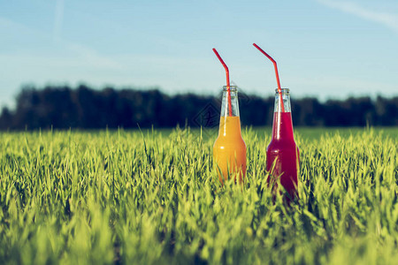酒瓶中的红尾和橘子在夏草图片