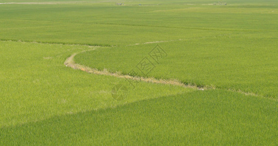 绿稻田图片