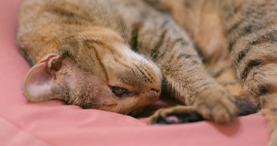 猫睡在家里的沙发上图片