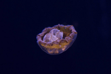 Timble水母鱼Linucheunguic图片