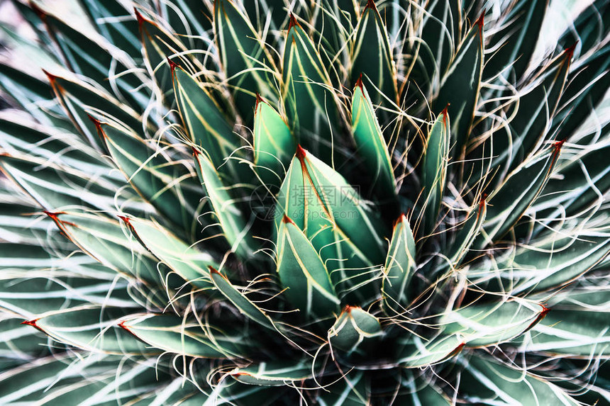 绿色多肉植物仙人掌特写背景植物叶子特写植物图片