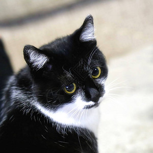 一只带白色斑点的黑猫的肖像图片