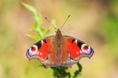 欧洲孔雀蝴蝶Aglaisio在多图片