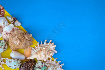 夏季时间概念海壳和海星在蓝黄图片