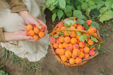 一篮子杏篮子里的新鲜杏子图片