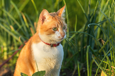 可爱的白红猫图片