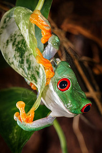 红眼树蛙爬上树叶看着镜头图片
