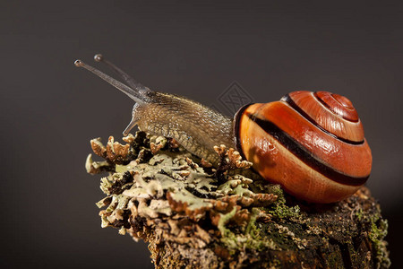 一只湿蜗牛图片