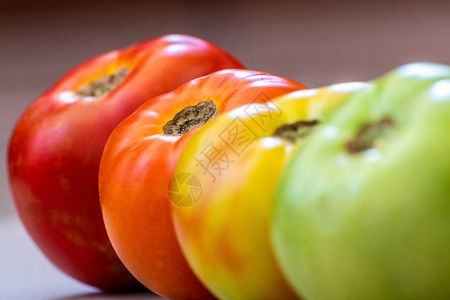 不同成熟阶段的西红柿概念重点是浅红色番茄阶段是绿色然后转向然后浅图片