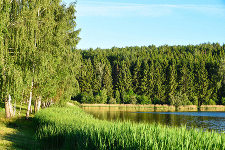 水芦苇以池塘和森林为背景的水藤自然池塘森林公园森图片