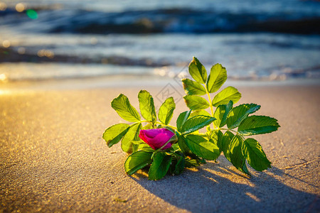 夕阳下海滩上的粉红色花朵图片