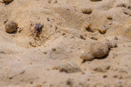 沙地上的蚁狮或Myrmeleontidae幼虫图片