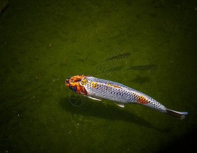 花式鲤鱼或锦鲤在池塘里图片