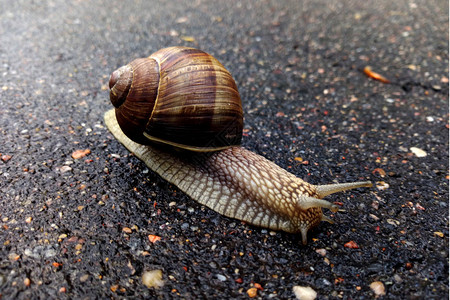 雨后路上美丽的蜗牛图片