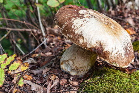 苔藓上美丽的老蘑菇图片