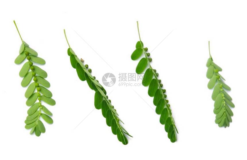 蔬菜和香草新鲜的菲兰图斯尼鲁里风之谷叶下的种子或白种碎石叶图片