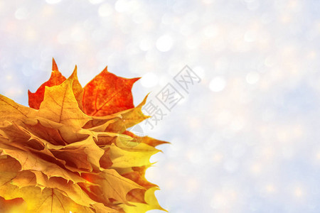 秋天背景有明亮的多色叶背景图片