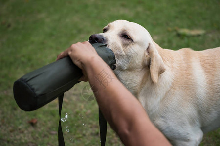 拉布多猎犬在公园里用塑料瓶喂狗喝水图片