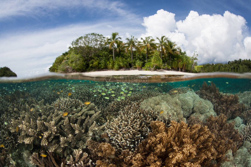 印度尼西亚拉贾安帕特一个偏远的热带岛屿附近生长着美丽的珊瑚礁这个赤道地区因其令人难以置信的海洋生物多样而被称为珊图片