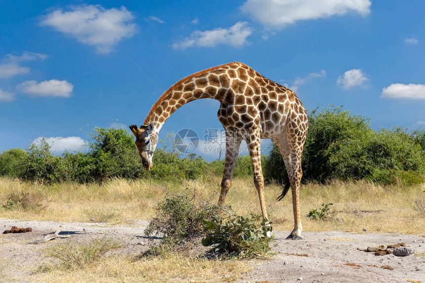 美丽的南非长颈鹿准备从Chobe公园博茨瓦纳野生动物园图片