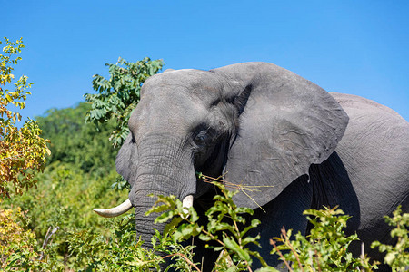 乔贝公园的非洲大象图片