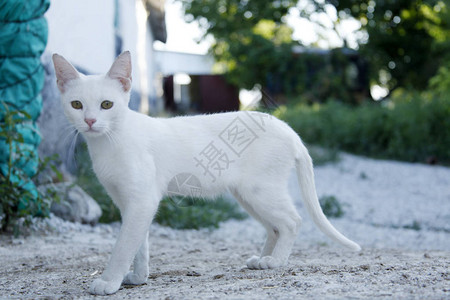 街上的白色家猫背景图片