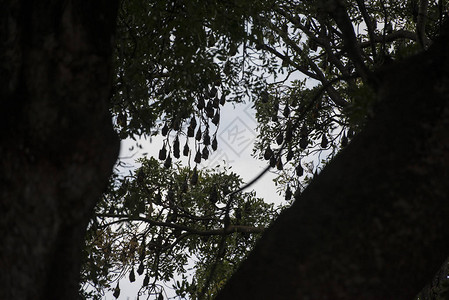 柬埔寨磅同市旧殖民总督府的树和蝙蝠群落图片