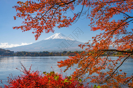 富士山日本河口湖上的秋叶图片
