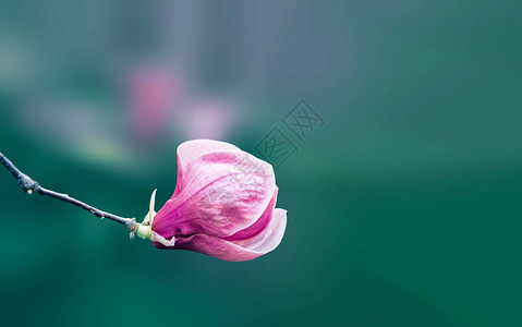 在模糊的自然背景和复制空间上开花木兰花的软焦点图像Shal背景图片